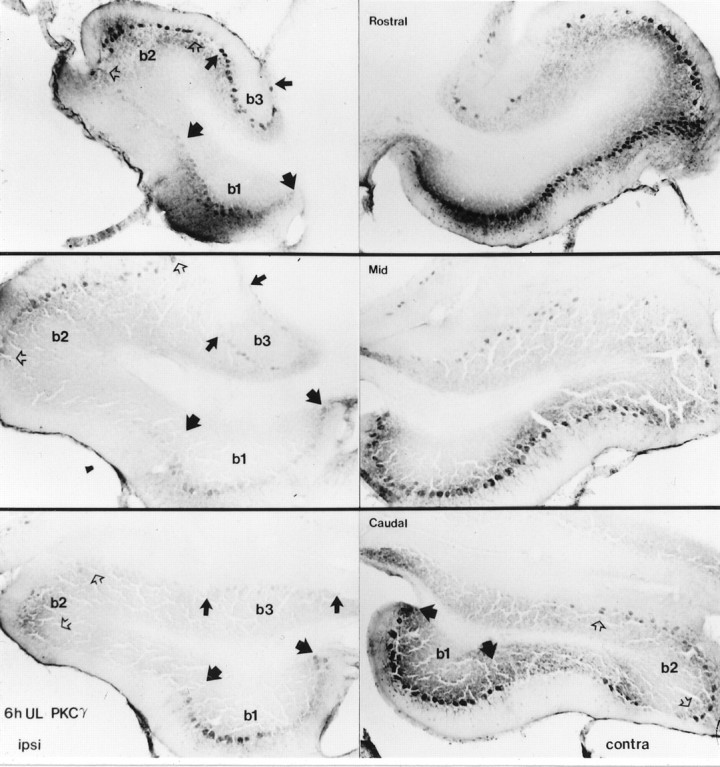 Fig. 9.