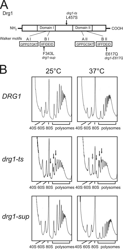 FIG. 1.