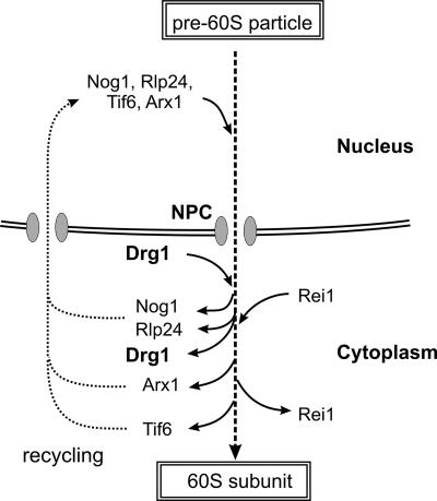 FIG. 9.