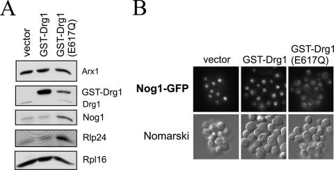 FIG. 8.