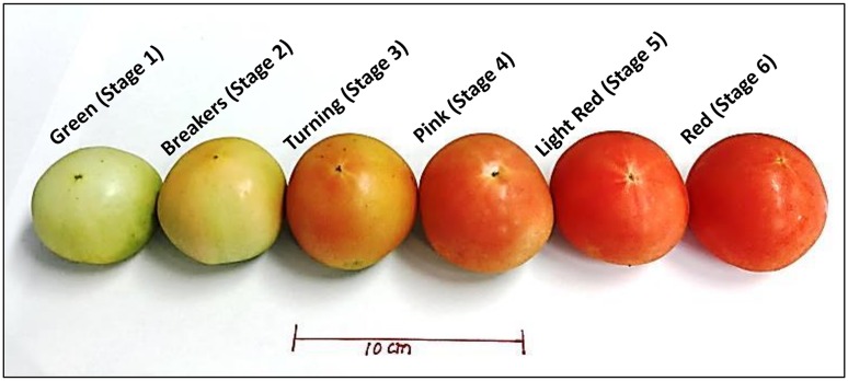 Fig. 1