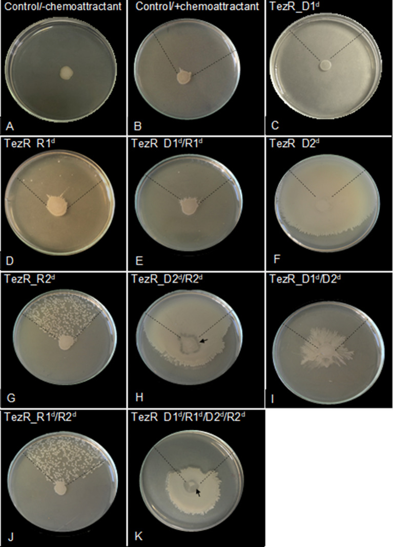 Fig. 12