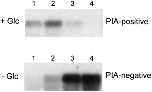 FIG. 1.