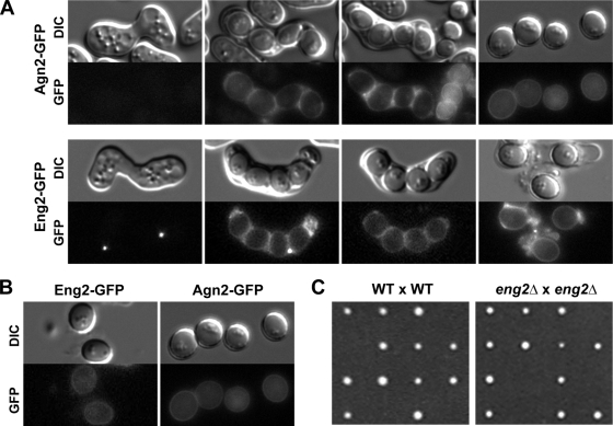 FIG. 7.