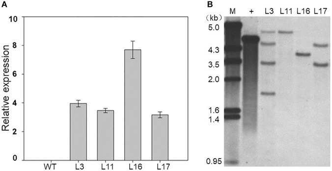 FIGURE 4