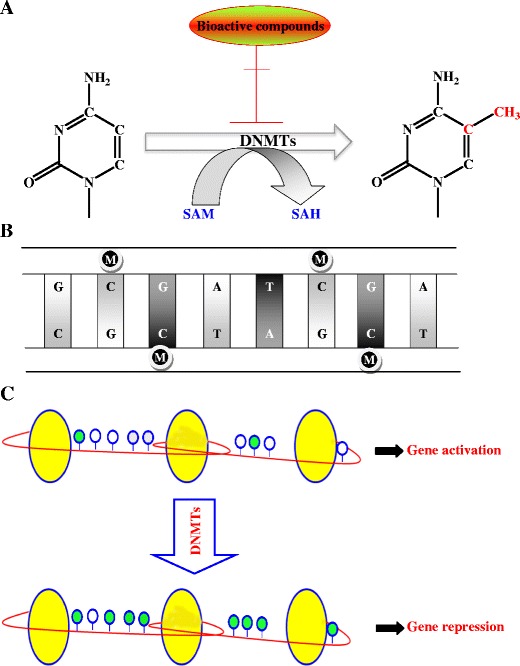 Fig. 1