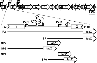 Fig. 1.