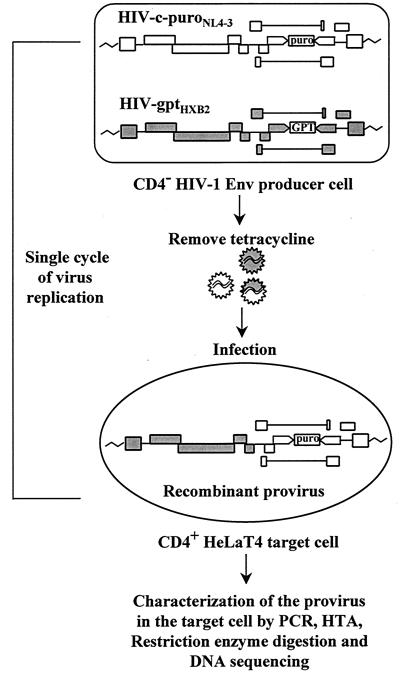 FIG. 2.