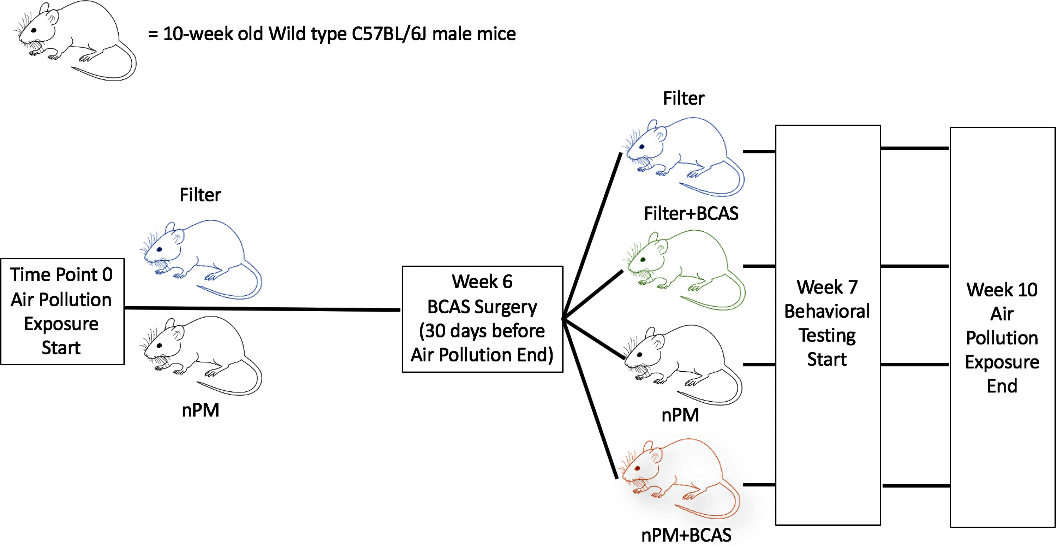 Figure 1 is a flowchart having five steps. On the top, an icon of a rat depicts 10 wks old wild type C 5 7 B L or 6 J male mice. Step 1: Time point 0 air pollution exposure start, including filter and Nanoscale Particulate Matter with two icons of a rat, respectively, lead to Wk 6 bilateral carotid artery stenosis surgery (30 days before air pollution end). Step 2: Wk 6 bilateral carotid artery stenosis surgery (30 days before air pollution end) leads to the filer, filter plus bilateral carotid artery stenosis, Nanoscale Particulate Matter, and Nanoscale Particulate Matter plus bilateral carotid artery stenosis with four icons of a rat, respectively. Step 3: Filer, filter plus bilateral carotid artery stenosis, Nanoscale Particulate Matter, and Nanoscale Particulate Matter plus bilateral carotid artery stenosis leads to the Wk 7 behavioral testing start. Step 4: Wk 7 behavioral testing start leads to Wk 10 Air pollution exposure end.