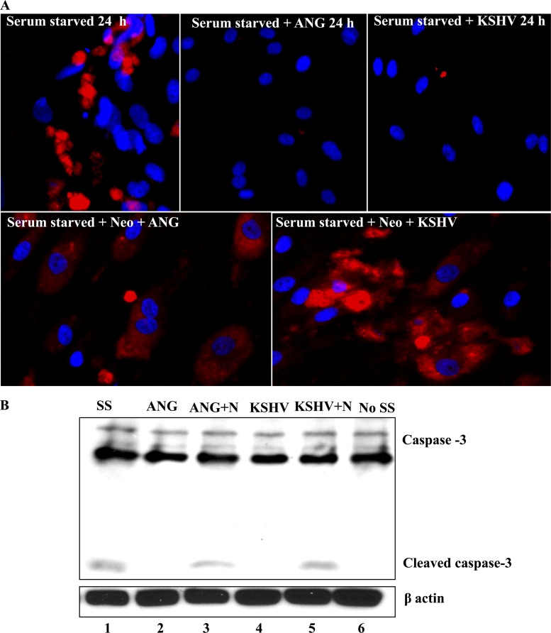 Fig 10