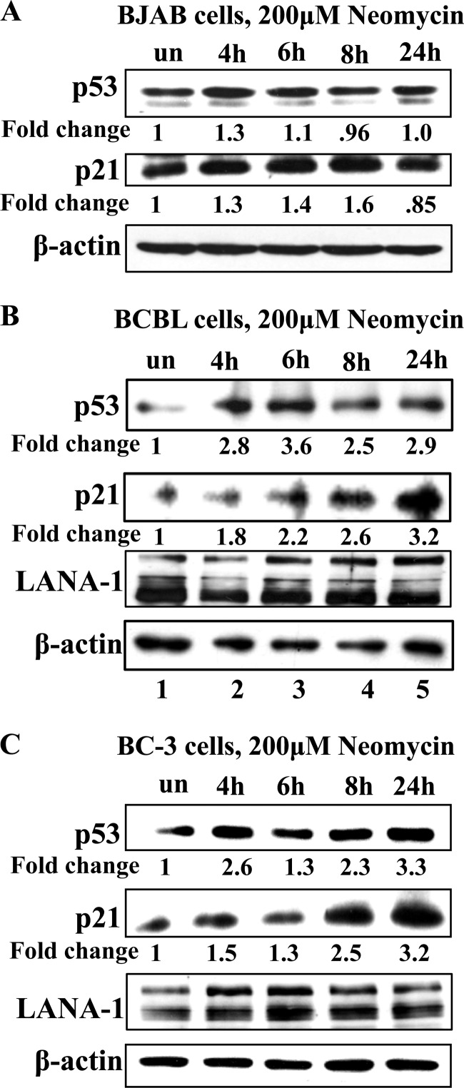 Fig 8