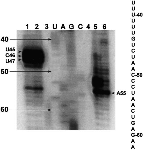 FIGURE 7.