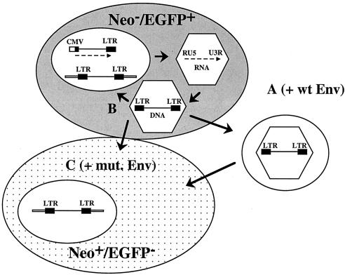 FIG. 2.