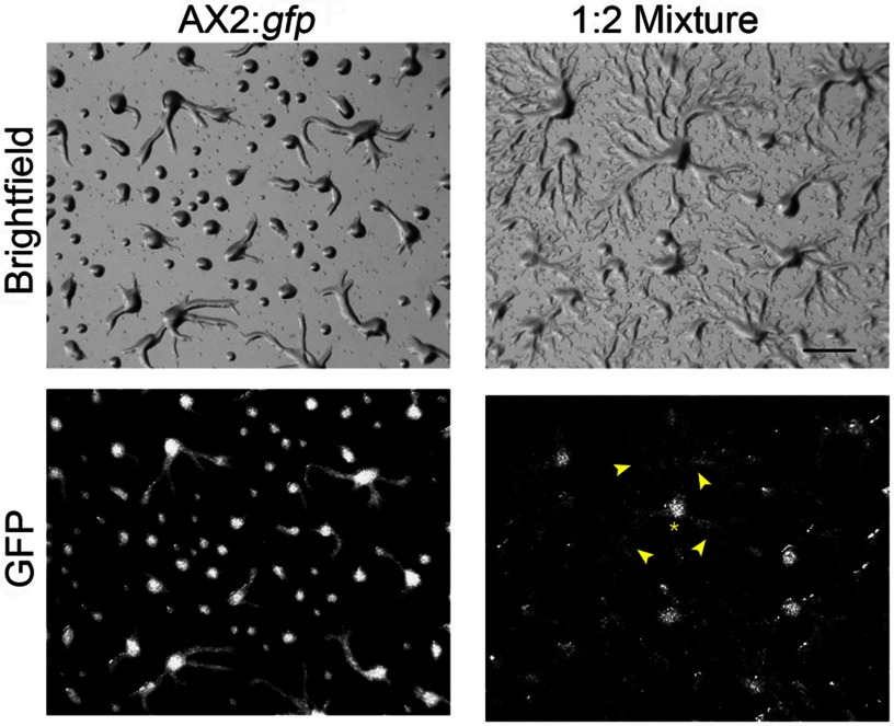 FIGURE 4.