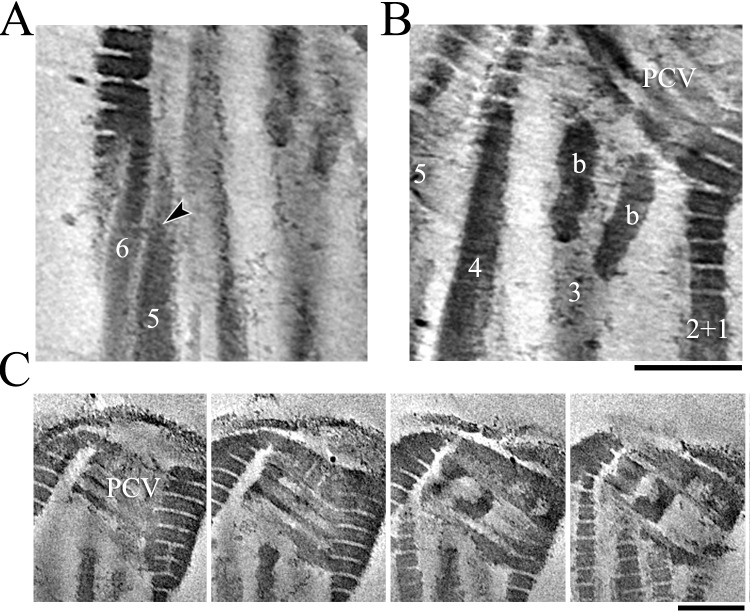 FIG. 4. 