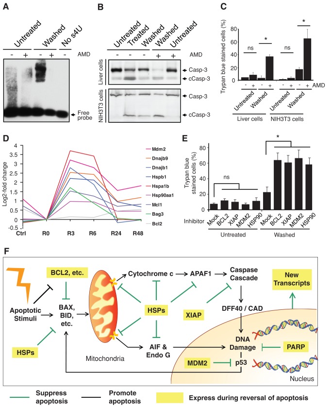 FIGURE 5: