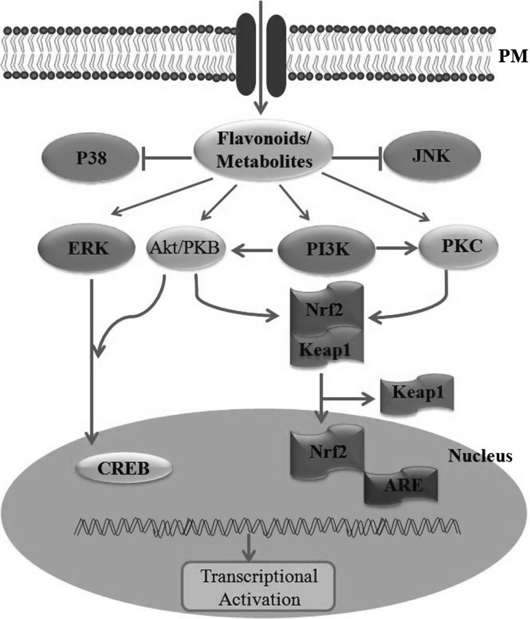 Fig. 1