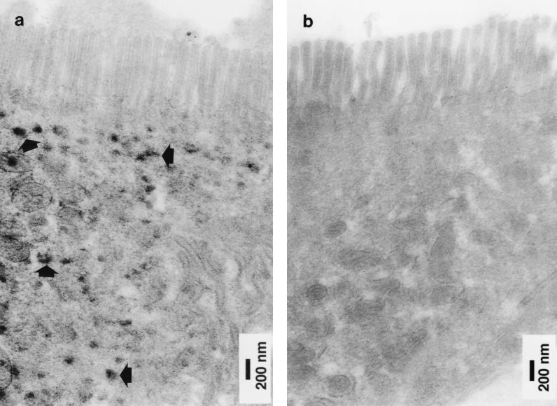 FIG. 6