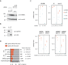 Figure 1—figure supplement 2.