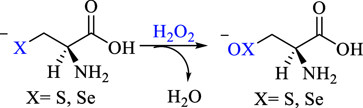Scheme 4