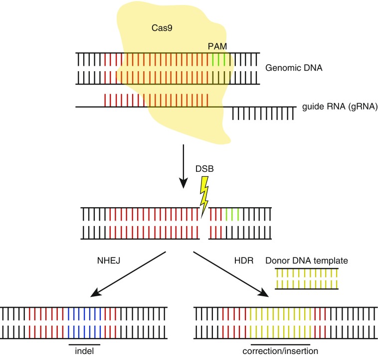 Figure 1.