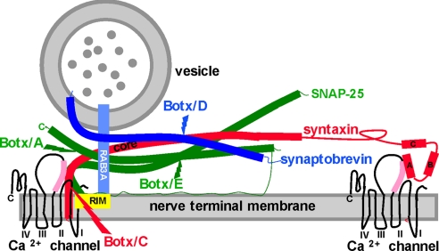 Fig. 1.