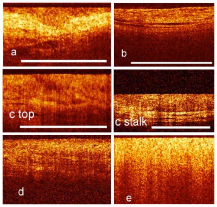 Fig. 24