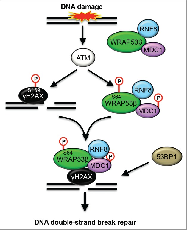 Figure 5.