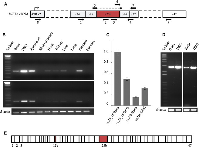 Figure 5