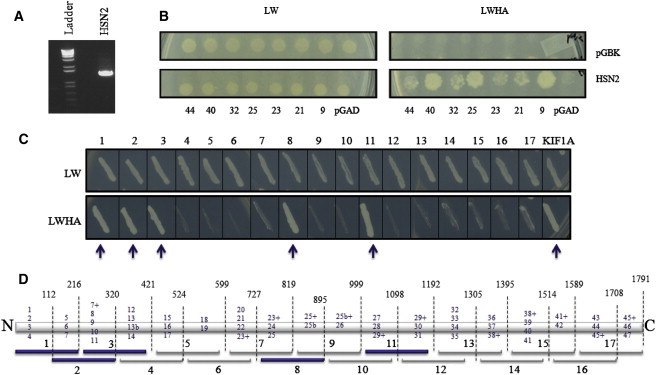 Figure 1