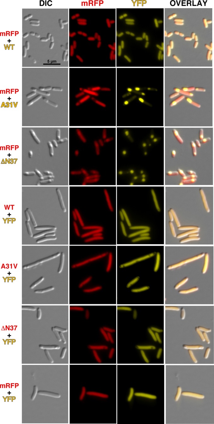 FIG 3