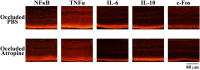 Supplementary Fig. 1