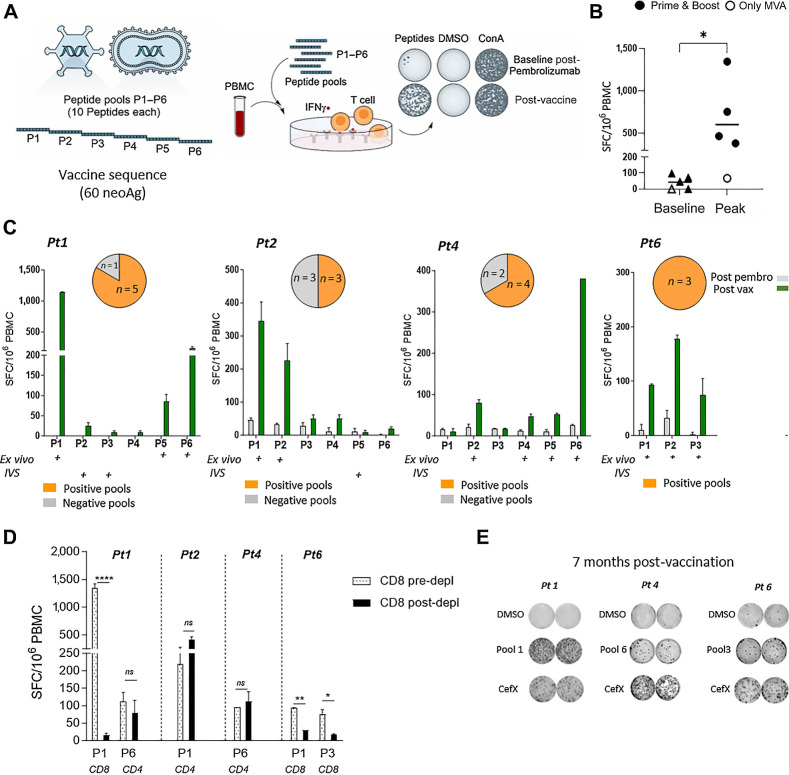 Figure 2. NOUS-PEV elicits a potent neoantigen T-cell response. A, Schematic overview of ex vivo IFNγ ELISpot assay to measure immune response on PBMCs stimulated with 6 patient-specific peptide pools P1 to P6 (∼10 peptides per pool) covering the entire vaccine sequence. B, T-cell response measured in NOUS-PEV–vaccinated patients by ex vivo IFNγ ELISpot on PBMCs collected pre- and post-vaccination. Numbers of IFNγ spot-forming cells (SFC) per 106 PBMCs are shown for 4 patients receiving the full regimen GAd and MVA prime/boost (solid dots), and 1 receiving MVA-PEV (empty dot), comparing the baseline (post-pembrolizumab) responses versus the post-vaccination response at peak. Two-tailed Mann–Whitney test was performed (*, P < 0.05). C, T-cell response measured in NOUS-PEV evaluable patients receiving the full regimen GAd/MVA (Pt 1, 2, 4, 6). Shown are the ex vivo immune responses measured post-pembrolizumab versus the post-vaccine immune responses against the peptide pools (P1–P6) covering the entire vaccine sequence for 4 patients (Pt 1, 2, 4, 6). Graphs show mean SFC ± SEM per 106 PBMCs for triplicate ELISpot wells. Pools showing positive after ex vivo and in vitro restimulation (IVS) cultures are indicated with a “+” symbol. Pie charts on the top represent the frequency of peptide pools inducing CD8 and CD4 responses on the total pools eliciting a positive response by ex vivo/IVS ELISpot for each patient (NA, not available). D, Ex vivo IFNγ ELISpot on PBMCs before or after depletion of CD8+ T cells in the presence of patient-specific neopeptide pools. “CD4” and “CD8” indicate the subtype-specific CD4 and CD8 T-cell responses. An unpaired t test was used to detect significant differences between the groups (pre- and post-CD8 depletion); ****, P < 0.0001; **, P < 0.01; *, P < 0.05. E, Representative wells from IFNγ ELISpot assay of PBMCs analyzed 7 months post-vaccination. The dimethylsulfoxide (DMSO) wells represent the negative control, whereas a pool of viral peptides (CEFX) was used as positive control.