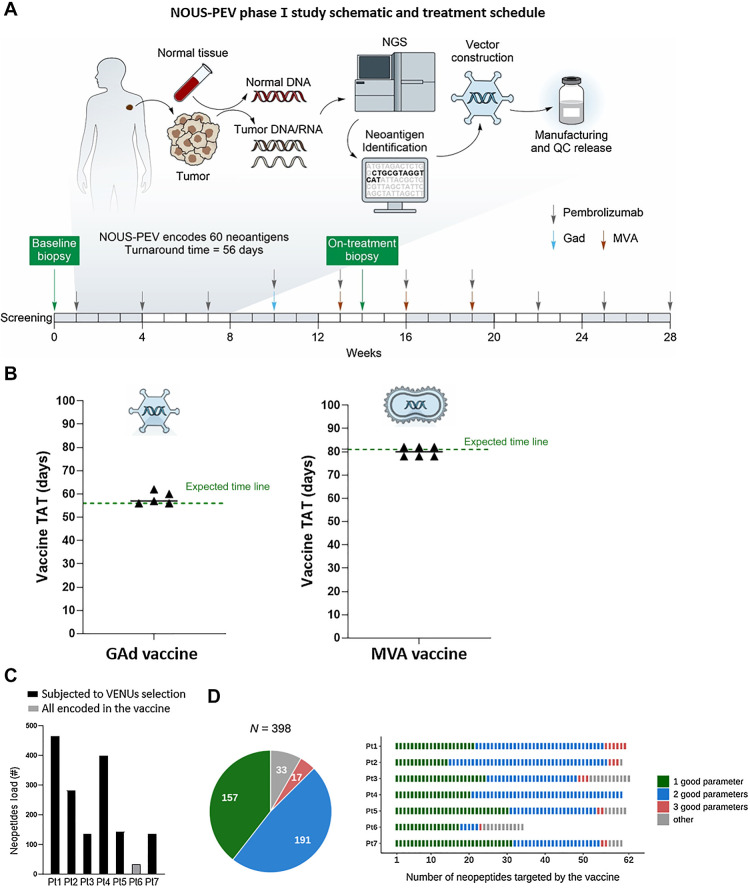 Figure 1. NOUS-PEV neoantigen vaccines: trial design, feasibility, and selection of encoded neoantigens. A, Schematic outlining the NOUS-PEV trial design, vaccine production, and treatment schedule. B, Achieved (triangles) and expected (green dotted line) turnaround time (TAT) to manufacture and release GAd20 and MVA-PEV. The TAT is calculated in days, from when the biopsy is available for the nucleic acid extraction till the day the vaccine is released. C, Total number of neopeptides detected in NOUS-PEV patients. Each bar represents the total number of neopeptides encoded by nonsynonymous somatic mutations detected in baseline tumor biopsies. Black and gray bars indicate the patients’ mutation subjected or not to VENUS prioritization algorithm, respectively. D, Quality of neopeptides included in NOUS-PEV. The pie chart displays the total number of candidate neopeptides targeted by NOUS-PEV. In green, blue, and salmon are indicated respectively, the selected neopeptides showing one, two, or three of the parameters defined “good” according to the following thresholds (TPM of the RNA carrying the mutation ≥1; MHC class I predicted binding IC50 ≤ 500 nmol/L; mutation allele frequency >50%). In gray are the other neopeptides not included in the previous three categories. The bar plot indicates the detail of candidate neopeptides for each individual patient.