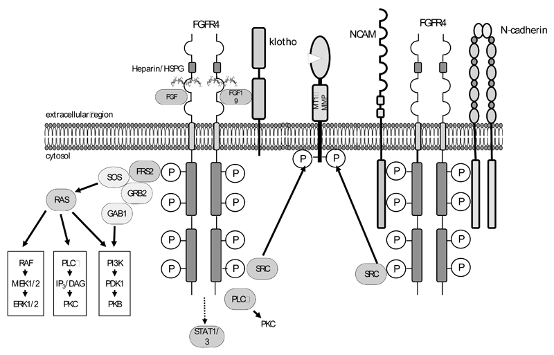 Fig. (3)