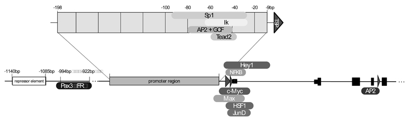 Fig. (2)