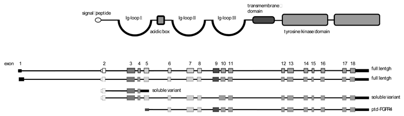 Fig. (1)