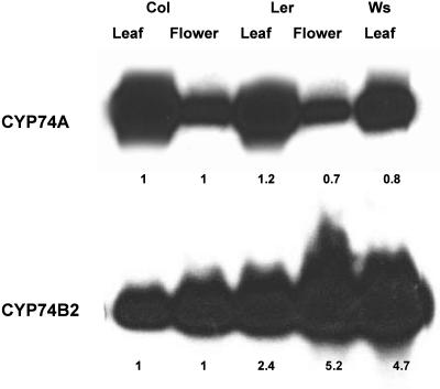 Figure 3.