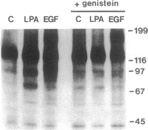 graphic file with name pnas01102-0131-a.jpg