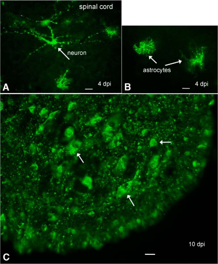 Figure 5.