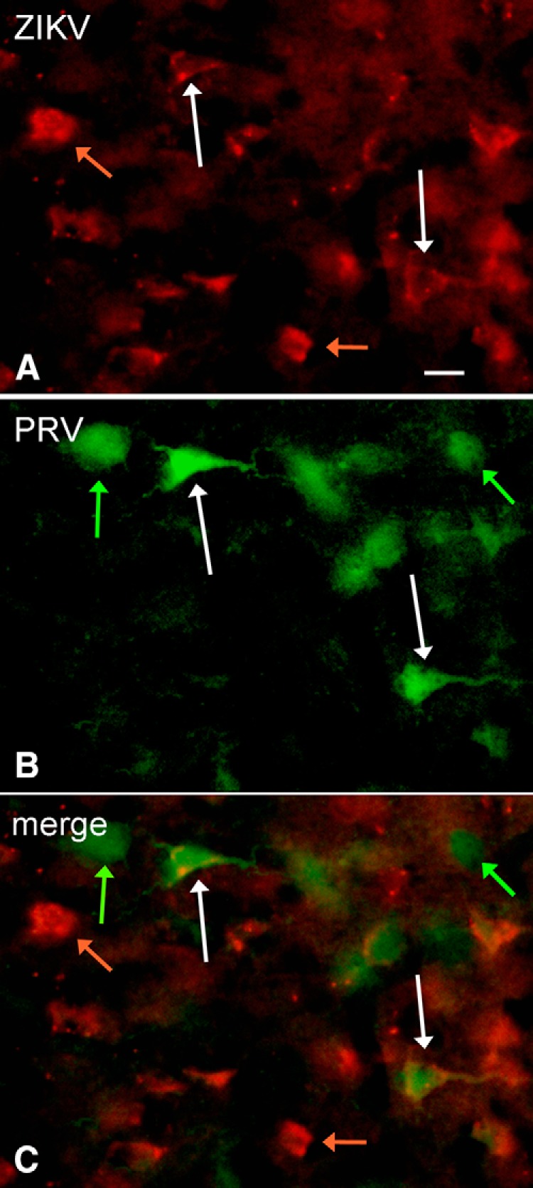 Figure 13.