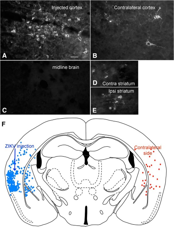 Figure 12.