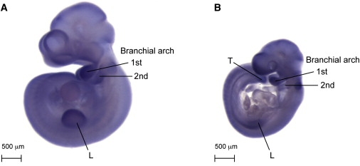 Figure 3