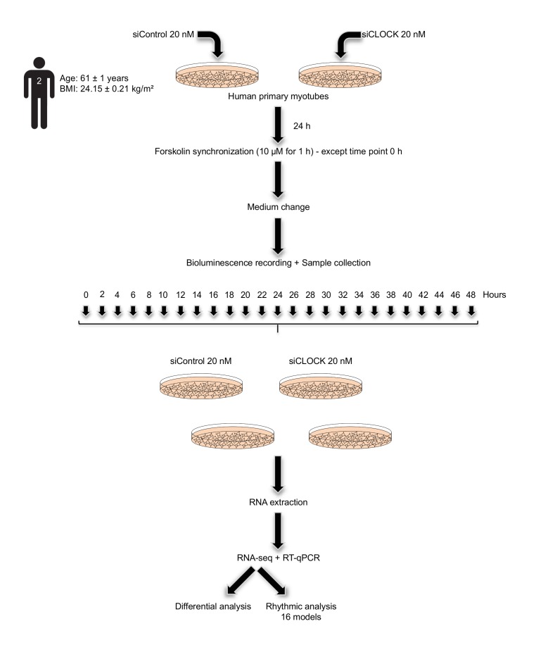 Figure 2—figure supplement 1.