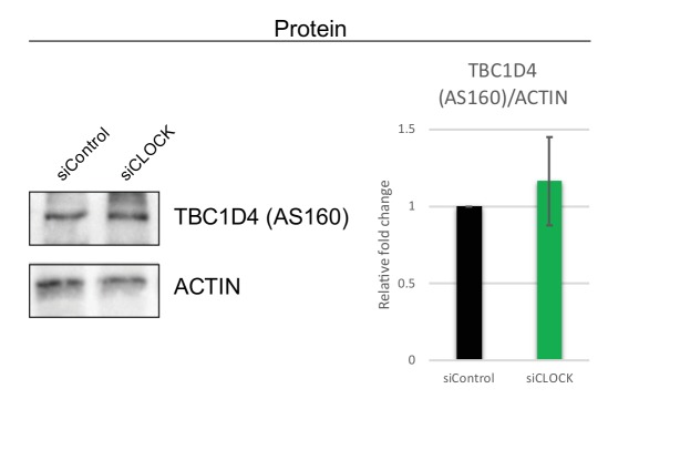 Figure 3—figure supplement 1.