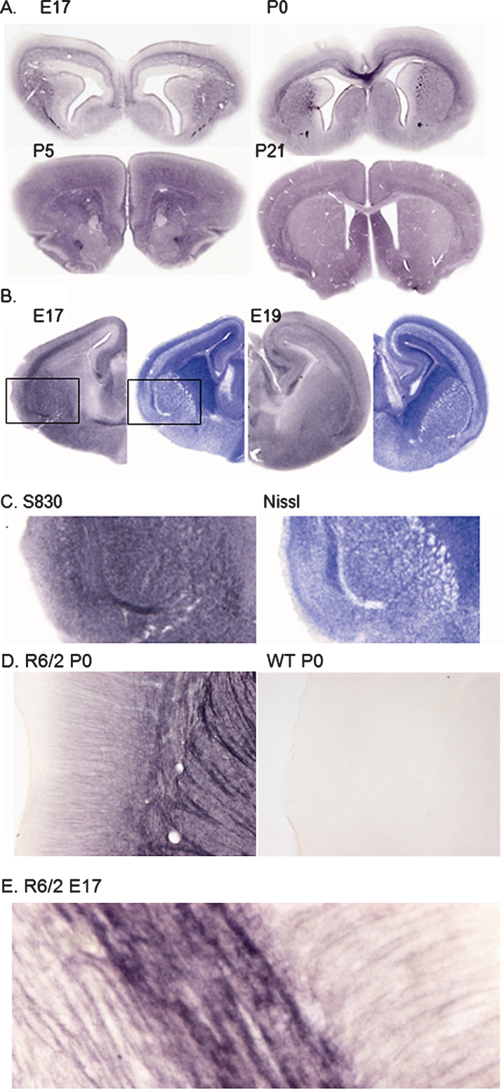 Fig.1