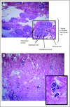 Fig 1.