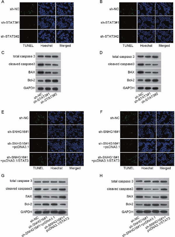 Supplementary Fig. 3.