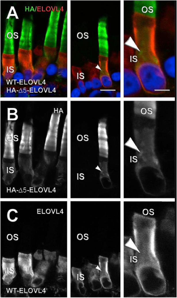 Fig. 7.