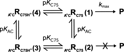 SCHEME 2.